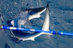 Lamiglas Bluewater Series Rods -Fishing Tackle Sale lamiglas bluewater series rods 85749.1696907560